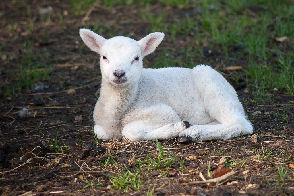 The Risen Lamb